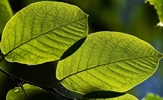 ABŞ-da havanın təmizlənməsi üçün süni ağaclar yaradılıb, Elm və Təhsil Nazirliyi, Elm ve Tehsil Nazirliyi, Azərbaycan Respublikası Elm və Təhsil Nazirliyi, Azerbaycan Respublikasi Elm ve Tehsil Nazirliyi, Elm və Ali Təhsil üzrə Dövlət Agentliyi, Elm və Ali Təhsil, AMEA, Azərbaycan Milli Elmlər Akademiyası, Elmler Akademiyasi, İnformasiya Texnologiyaları İnstitutu, İnformasiya Texnologiyaları, AMEA ITI, AMEA İTİ, İTİ, ITI, ikt.az, ict.az, ict, ikt, www.ict.az, www.ikt.az, Rasim Aliguliyev, Rasim Əliquliyev, RM Əliquliyev, Əliquliyev Rasim, Academician Rasim Aliguliyev