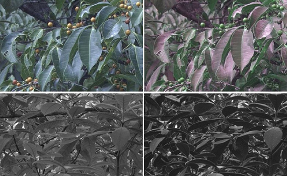 Quş kimi “görən” kamera hazırlanıb, Elm və Təhsil Nazirliyi, Elm ve Tehsil Nazirliyi, Azərbaycan Respublikası Elm və Təhsil Nazirliyi, Azerbaycan Respublikasi Elm ve Tehsil Nazirliyi, Elm və Ali Təhsil üzrə Dövlət Agentliyi, Elm və Ali Təhsil, AMEA, Azərbaycan Milli Elmlər Akademiyası, Elmler Akademiyasi, İnformasiya Texnologiyaları İnstitutu, İnformasiya Texnologiyaları, AMEA ITI, AMEA İTİ, İTİ, ITI, ikt.az, ict.az, ict, ikt, www.ict.az, www.ikt.az, Rasim Aliguliyev, Rasim Əliquliyev, RM Əliquliyev, Əliquliyev Rasim, Academician Rasim Aliguliyev