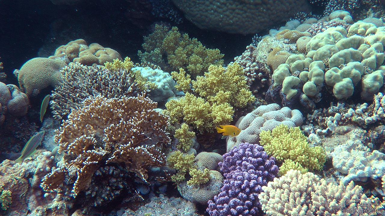 3D printed coral will bring reefs back to life