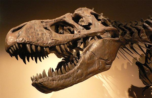 In the US, they created a cheap 3D scanner for the remains of dinosaurs