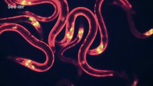 Daxilinə qurd beyni yerləşdirilmiş robot hərəkət etməyə başlayıb, Elm və Təhsil Nazirliyi, Elm ve Tehsil Nazirliyi, Azərbaycan Respublikası Elm və Təhsil Nazirliyi, Azerbaycan Respublikasi Elm ve Tehsil Nazirliyi, Elm və Ali Təhsil üzrə Dövlət Agentliyi, Elm və Ali Təhsil, AMEA, Azərbaycan Milli Elmlər Akademiyası, Elmler Akademiyasi, İnformasiya Texnologiyaları İnstitutu, İnformasiya Texnologiyaları, AMEA ITI, AMEA İTİ, İTİ, ITI, ikt.az, ict.az, ict, ikt, www.ict.az, www.ikt.az, Rasim Aliguliyev, Rasim Əliquliyev, RM Əliquliyev, Əliquliyev Rasim, Academician Rasim Aliguliyev