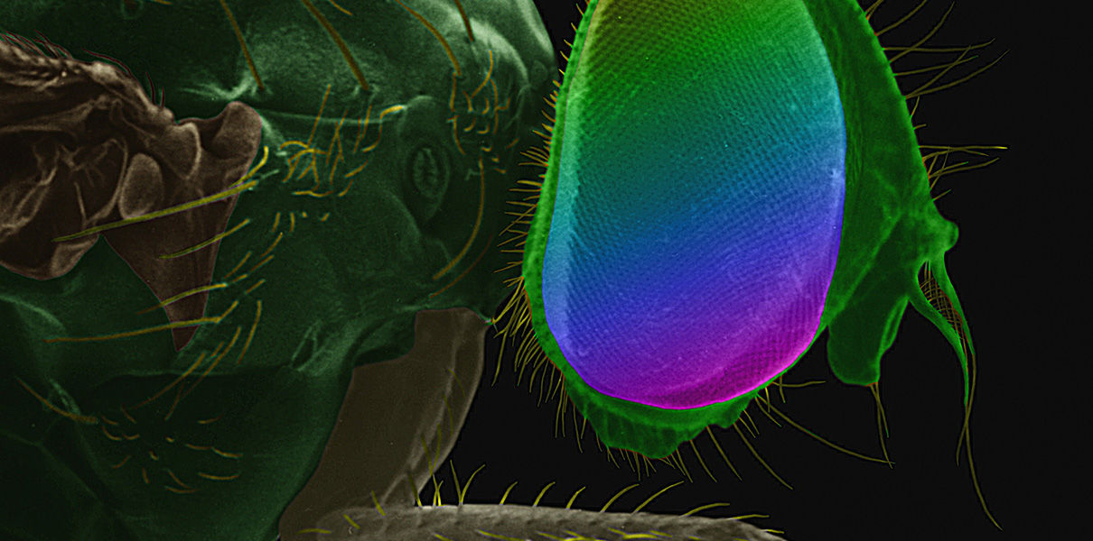 Alimlər həşəratların gözlərindən “ilhamlanaraq” günəş batareyaları hazırlayıblar, Elm və Təhsil Nazirliyi, Elm ve Tehsil Nazirliyi, Azərbaycan Respublikası Elm və Təhsil Nazirliyi, Azerbaycan Respublikasi Elm ve Tehsil Nazirliyi, Elm və Ali Təhsil üzrə Dövlət Agentliyi, Elm və Ali Təhsil, AMEA, Azərbaycan Milli Elmlər Akademiyası, Elmler Akademiyasi, İnformasiya Texnologiyaları İnstitutu, İnformasiya Texnologiyaları, AMEA ITI, AMEA İTİ, İTİ, ITI, ikt.az, ict.az, ict, ikt, www.ict.az, www.ikt.az, Rasim Aliguliyev, Rasim Əliquliyev, RM Əliquliyev, Əliquliyev Rasim, Academician Rasim Aliguliyev