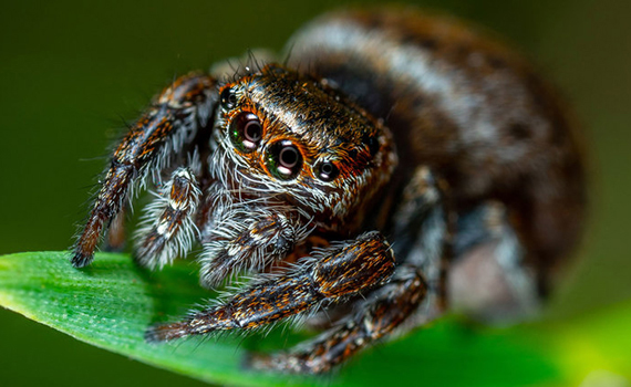 Hörümçəyin görmə qabiliyyətinə əsaslanan ultrakompakt 3D ölçülü kamera yaradılır, Elm və Təhsil Nazirliyi, Elm ve Tehsil Nazirliyi, Azərbaycan Respublikası Elm və Təhsil Nazirliyi, Azerbaycan Respublikasi Elm ve Tehsil Nazirliyi, Elm və Ali Təhsil üzrə Dövlət Agentliyi, Elm və Ali Təhsil, AMEA, Azərbaycan Milli Elmlər Akademiyası, Elmler Akademiyasi, İnformasiya Texnologiyaları İnstitutu, İnformasiya Texnologiyaları, AMEA ITI, AMEA İTİ, İTİ, ITI, ikt.az, ict.az, ict, ikt, www.ict.az, www.ikt.az, Rasim Aliguliyev, Rasim Əliquliyev, RM Əliquliyev, Əliquliyev Rasim, Academician Rasim Aliguliyev