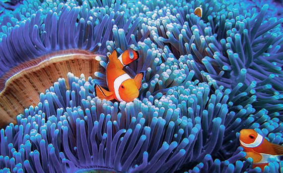 Kompüter sualtı fotoşəkillərdən suyu “təmizləməyi” öyrənib, Elm və Təhsil Nazirliyi, Elm ve Tehsil Nazirliyi, Azərbaycan Respublikası Elm və Təhsil Nazirliyi, Azerbaycan Respublikasi Elm ve Tehsil Nazirliyi, Elm və Ali Təhsil üzrə Dövlət Agentliyi, Elm və Ali Təhsil, AMEA, Azərbaycan Milli Elmlər Akademiyası, Elmler Akademiyasi, İnformasiya Texnologiyaları İnstitutu, İnformasiya Texnologiyaları, AMEA ITI, AMEA İTİ, İTİ, ITI, ikt.az, ict.az, ict, ikt, www.ict.az, www.ikt.az, Rasim Aliguliyev, Rasim Əliquliyev, RM Əliquliyev, Əliquliyev Rasim, Academician Rasim Aliguliyev