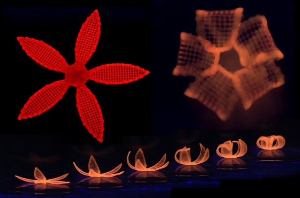 SEAS researchers create shape-shifting architectures