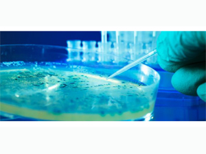 Xərçəng şişini məhv edən nanorobotlar yaradılıb, Elm və Təhsil Nazirliyi, Elm ve Tehsil Nazirliyi, Azərbaycan Respublikası Elm və Təhsil Nazirliyi, Azerbaycan Respublikasi Elm ve Tehsil Nazirliyi, Elm və Ali Təhsil üzrə Dövlət Agentliyi, Elm və Ali Təhsil, AMEA, Azərbaycan Milli Elmlər Akademiyası, Elmler Akademiyasi, İnformasiya Texnologiyaları İnstitutu, İnformasiya Texnologiyaları, AMEA ITI, AMEA İTİ, İTİ, ITI, ikt.az, ict.az, ict, ikt, www.ict.az, www.ikt.az, Rasim Aliguliyev, Rasim Əliquliyev, RM Əliquliyev, Əliquliyev Rasim, Academician Rasim Aliguliyev