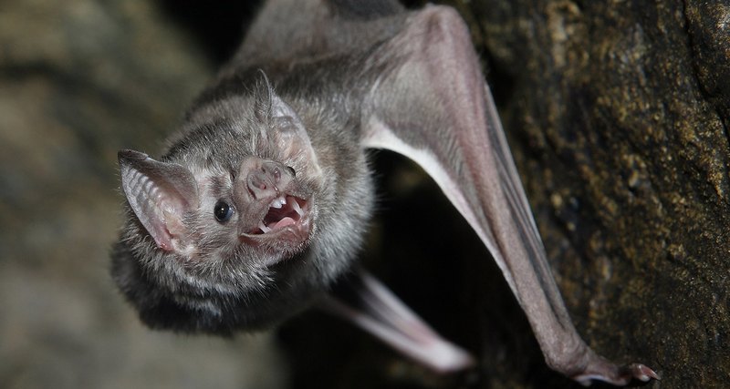 Scientists have found out why bats do not collide with each other in the dark