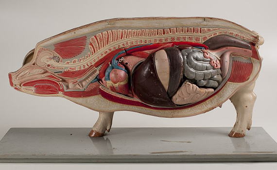 Robot-cərrah müstəqil ürək əməliyyatı həyata keçirir, Elm və Təhsil Nazirliyi, Elm ve Tehsil Nazirliyi, Azərbaycan Respublikası Elm və Təhsil Nazirliyi, Azerbaycan Respublikasi Elm ve Tehsil Nazirliyi, Elm və Ali Təhsil üzrə Dövlət Agentliyi, Elm və Ali Təhsil, AMEA, Azərbaycan Milli Elmlər Akademiyası, Elmler Akademiyasi, İnformasiya Texnologiyaları İnstitutu, İnformasiya Texnologiyaları, AMEA ITI, AMEA İTİ, İTİ, ITI, ikt.az, ict.az, ict, ikt, www.ict.az, www.ikt.az, Rasim Aliguliyev, Rasim Əliquliyev, RM Əliquliyev, Əliquliyev Rasim, Academician Rasim Aliguliyev