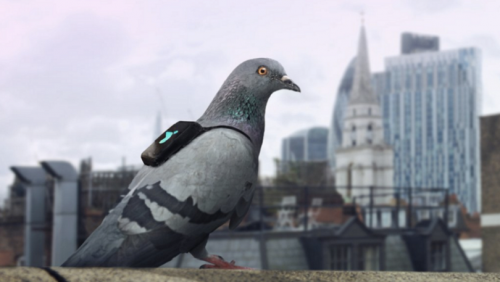 Pigeon patrol tracks air pollution in London