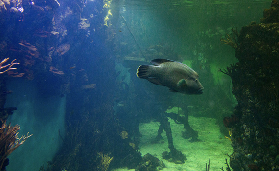 Robot-balıq ixtira edilib, Elm və Təhsil Nazirliyi, Elm ve Tehsil Nazirliyi, Azərbaycan Respublikası Elm və Təhsil Nazirliyi, Azerbaycan Respublikasi Elm ve Tehsil Nazirliyi, Elm və Ali Təhsil üzrə Dövlət Agentliyi, Elm və Ali Təhsil, AMEA, Azərbaycan Milli Elmlər Akademiyası, Elmler Akademiyasi, İnformasiya Texnologiyaları İnstitutu, İnformasiya Texnologiyaları, AMEA ITI, AMEA İTİ, İTİ, ITI, ikt.az, ict.az, ict, ikt, www.ict.az, www.ikt.az, Rasim Aliguliyev, Rasim Əliquliyev, RM Əliquliyev, Əliquliyev Rasim, Academician Rasim Aliguliyev