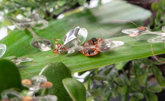 Həşərat formasında robot hazırlanıb, Elm və Təhsil Nazirliyi, Elm ve Tehsil Nazirliyi, Azərbaycan Respublikası Elm və Təhsil Nazirliyi, Azerbaycan Respublikasi Elm ve Tehsil Nazirliyi, Elm və Ali Təhsil üzrə Dövlət Agentliyi, Elm və Ali Təhsil, AMEA, Azərbaycan Milli Elmlər Akademiyası, Elmler Akademiyasi, İnformasiya Texnologiyaları İnstitutu, İnformasiya Texnologiyaları, AMEA ITI, AMEA İTİ, İTİ, ITI, ikt.az, ict.az, ict, ikt, www.ict.az, www.ikt.az, Rasim Aliguliyev, Rasim Əliquliyev, RM Əliquliyev, Əliquliyev Rasim, Academician Rasim Aliguliyev