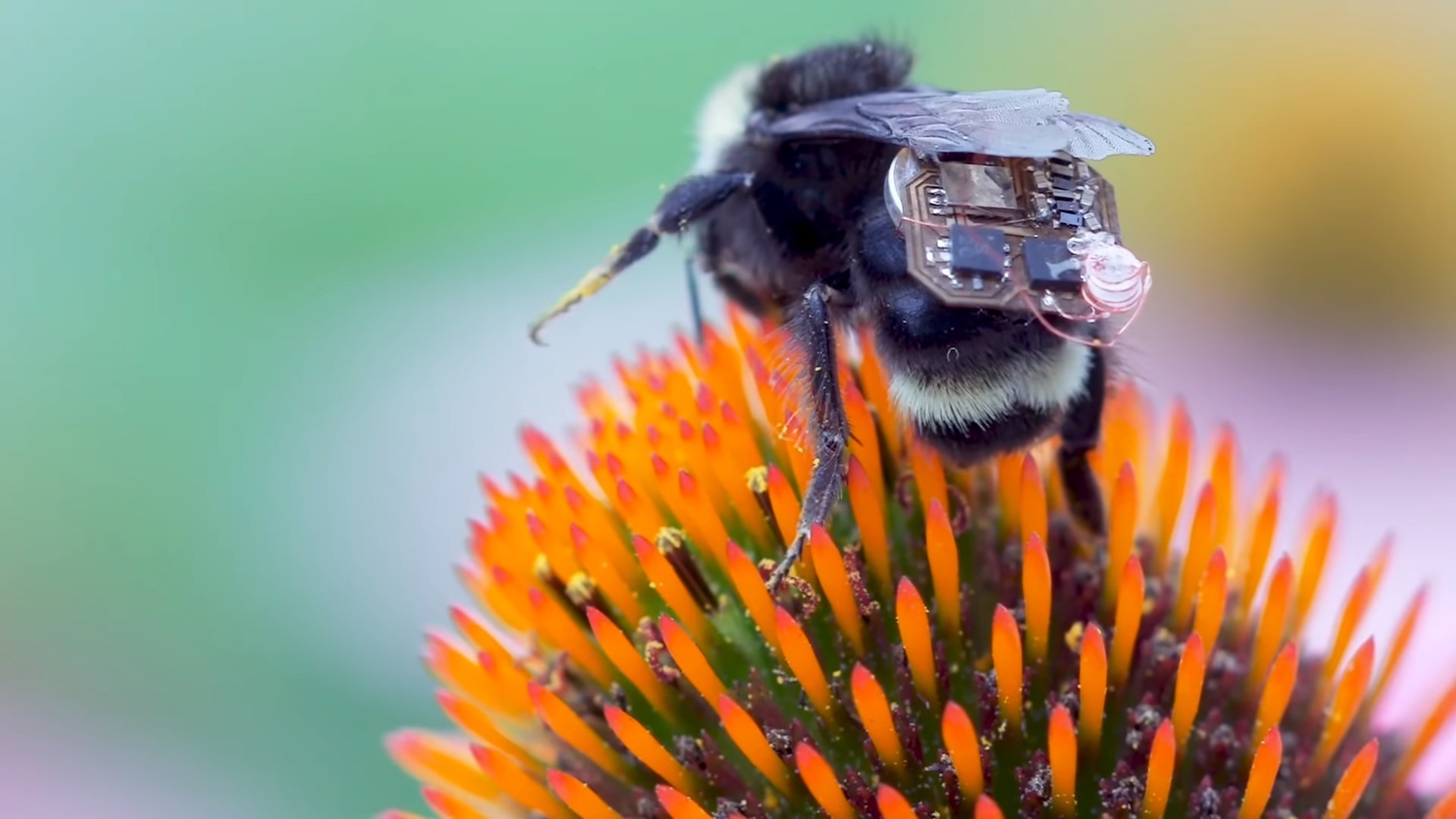 Scientists invented the nano- backpack for bees