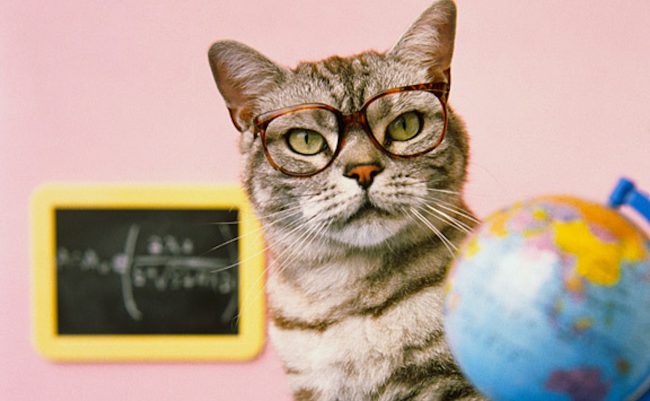 Uşaqların maarifləndirilməsi üçün robot-pişik təqdim edilib, Elm və Təhsil Nazirliyi, Elm ve Tehsil Nazirliyi, Azərbaycan Respublikası Elm və Təhsil Nazirliyi, Azerbaycan Respublikasi Elm ve Tehsil Nazirliyi, Elm və Ali Təhsil üzrə Dövlət Agentliyi, Elm və Ali Təhsil, AMEA, Azərbaycan Milli Elmlər Akademiyası, Elmler Akademiyasi, İnformasiya Texnologiyaları İnstitutu, İnformasiya Texnologiyaları, AMEA ITI, AMEA İTİ, İTİ, ITI, ikt.az, ict.az, ict, ikt, www.ict.az, www.ikt.az, Rasim Aliguliyev, Rasim Əliquliyev, RM Əliquliyev, Əliquliyev Rasim, Academician Rasim Aliguliyev