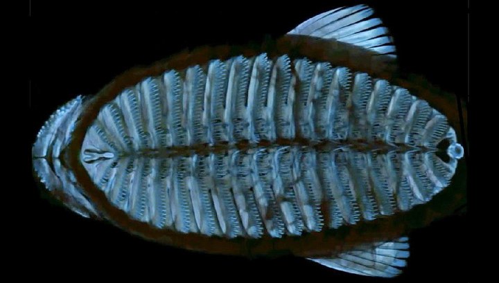 Yapışqan sualtı robot-casus təqdim edilib, Elm və Təhsil Nazirliyi, Elm ve Tehsil Nazirliyi, Azərbaycan Respublikası Elm və Təhsil Nazirliyi, Azerbaycan Respublikasi Elm ve Tehsil Nazirliyi, Elm və Ali Təhsil üzrə Dövlət Agentliyi, Elm və Ali Təhsil, AMEA, Azərbaycan Milli Elmlər Akademiyası, Elmler Akademiyasi, İnformasiya Texnologiyaları İnstitutu, İnformasiya Texnologiyaları, AMEA ITI, AMEA İTİ, İTİ, ITI, ikt.az, ict.az, ict, ikt, www.ict.az, www.ikt.az, Rasim Aliguliyev, Rasim Əliquliyev, RM Əliquliyev, Əliquliyev Rasim, Academician Rasim Aliguliyev