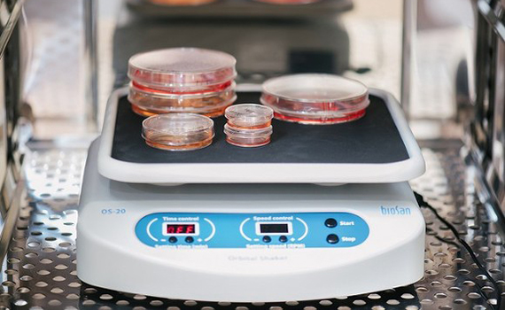 Alimlər miniatür beyni böyütməyə müvəffəq olublar, Elm və Təhsil Nazirliyi, Elm ve Tehsil Nazirliyi, Azərbaycan Respublikası Elm və Təhsil Nazirliyi, Azerbaycan Respublikasi Elm ve Tehsil Nazirliyi, Elm və Ali Təhsil üzrə Dövlət Agentliyi, Elm və Ali Təhsil, AMEA, Azərbaycan Milli Elmlər Akademiyası, Elmler Akademiyasi, İnformasiya Texnologiyaları İnstitutu, İnformasiya Texnologiyaları, AMEA ITI, AMEA İTİ, İTİ, ITI, ikt.az, ict.az, ict, ikt, www.ict.az, www.ikt.az, Rasim Aliguliyev, Rasim Əliquliyev, RM Əliquliyev, Əliquliyev Rasim, Academician Rasim Aliguliyev