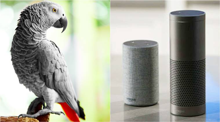 Серый попугай Рокко научился использовать Alexa и теперь заказывает себе печенье в интернете