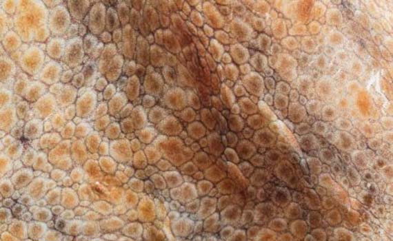 Alimlər proqramlaşdırılan sintetik dəri yaradıblar, Elm və Təhsil Nazirliyi, Elm ve Tehsil Nazirliyi, Azərbaycan Respublikası Elm və Təhsil Nazirliyi, Azerbaycan Respublikasi Elm ve Tehsil Nazirliyi, Elm və Ali Təhsil üzrə Dövlət Agentliyi, Elm və Ali Təhsil, AMEA, Azərbaycan Milli Elmlər Akademiyası, Elmler Akademiyasi, İnformasiya Texnologiyaları İnstitutu, İnformasiya Texnologiyaları, AMEA ITI, AMEA İTİ, İTİ, ITI, ikt.az, ict.az, ict, ikt, www.ict.az, www.ikt.az, Rasim Aliguliyev, Rasim Əliquliyev, RM Əliquliyev, Əliquliyev Rasim, Academician Rasim Aliguliyev