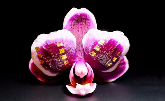 Tibbi sensorlar üçün elastik mini-tranzistorlar hazırlanıb, Elm və Təhsil Nazirliyi, Elm ve Tehsil Nazirliyi, Azərbaycan Respublikası Elm və Təhsil Nazirliyi, Azerbaycan Respublikasi Elm ve Tehsil Nazirliyi, Elm və Ali Təhsil üzrə Dövlət Agentliyi, Elm və Ali Təhsil, AMEA, Azərbaycan Milli Elmlər Akademiyası, Elmler Akademiyasi, İnformasiya Texnologiyaları İnstitutu, İnformasiya Texnologiyaları, AMEA ITI, AMEA İTİ, İTİ, ITI, ikt.az, ict.az, ict, ikt, www.ict.az, www.ikt.az, Rasim Aliguliyev, Rasim Əliquliyev, RM Əliquliyev, Əliquliyev Rasim, Academician Rasim Aliguliyev