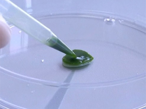 Scientists have created artificial skin from algae