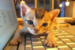 Хакеры научились взламывать Wi-Fi с помощью кошачьих ошейников