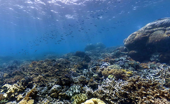 Researchers Restore Coral Reefs with 3D Printing